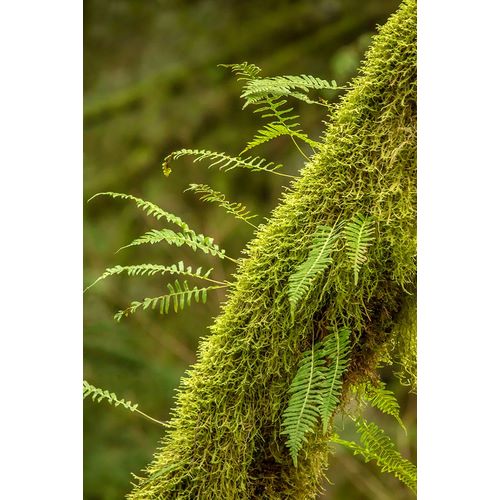 Horton, Janet 아티스트의 Hobart-Washington State-USA Moss-covered tree with licorice ferns growing out of it작품입니다.